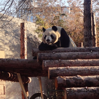 Panda no zoo de Pequim
