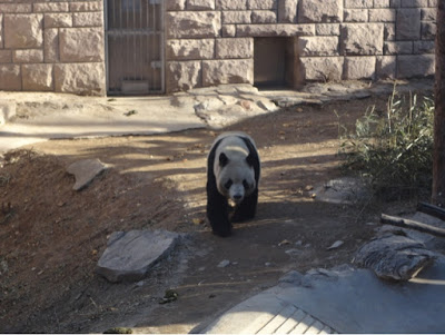 Panda no zoo de Pequim