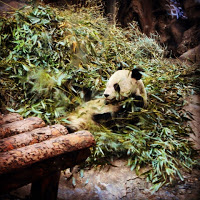 Lost in China… And Pandas!!