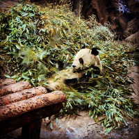Panda no zoo de Pequim